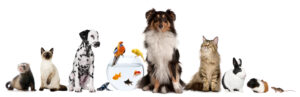 Read more about the article 3 Animal Friends Proven to Boost Autism Therapy